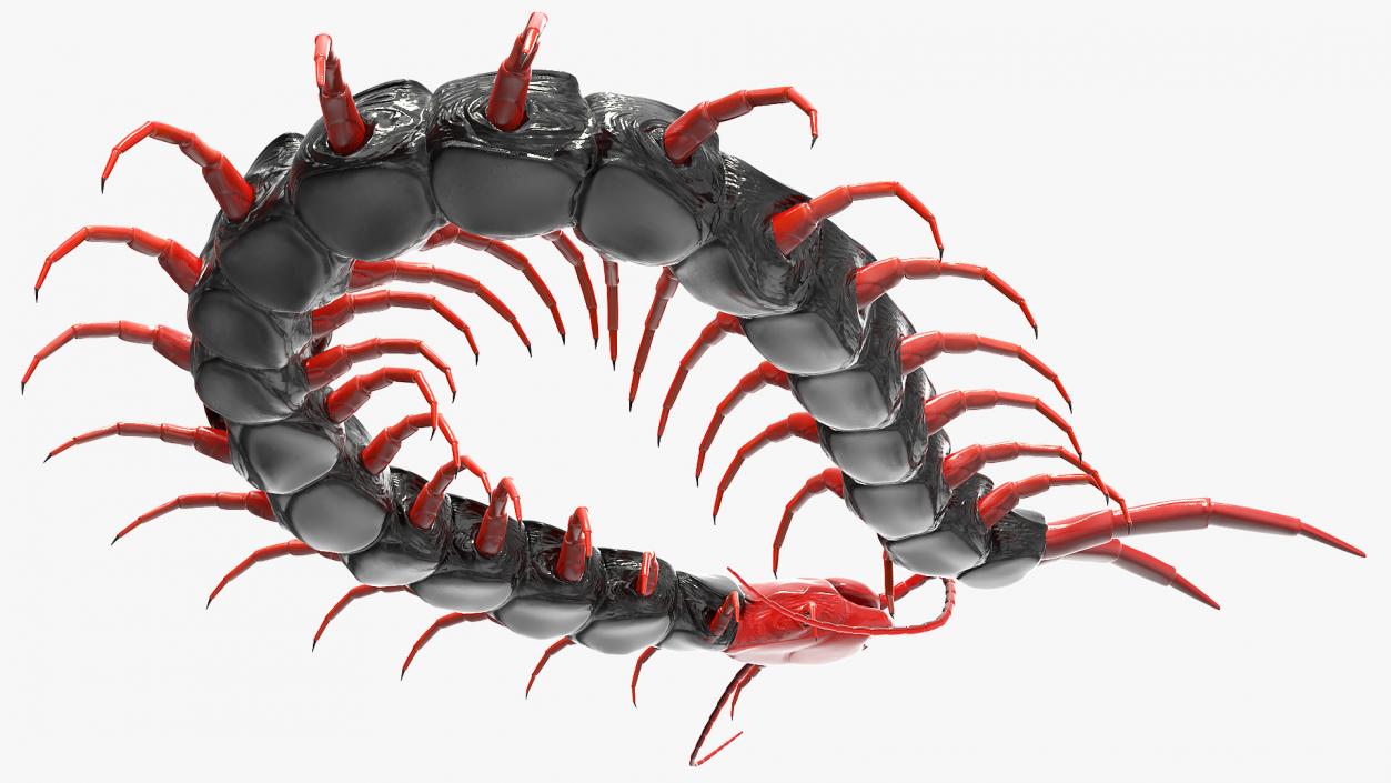 3D Chinese Red Headed Centipede model