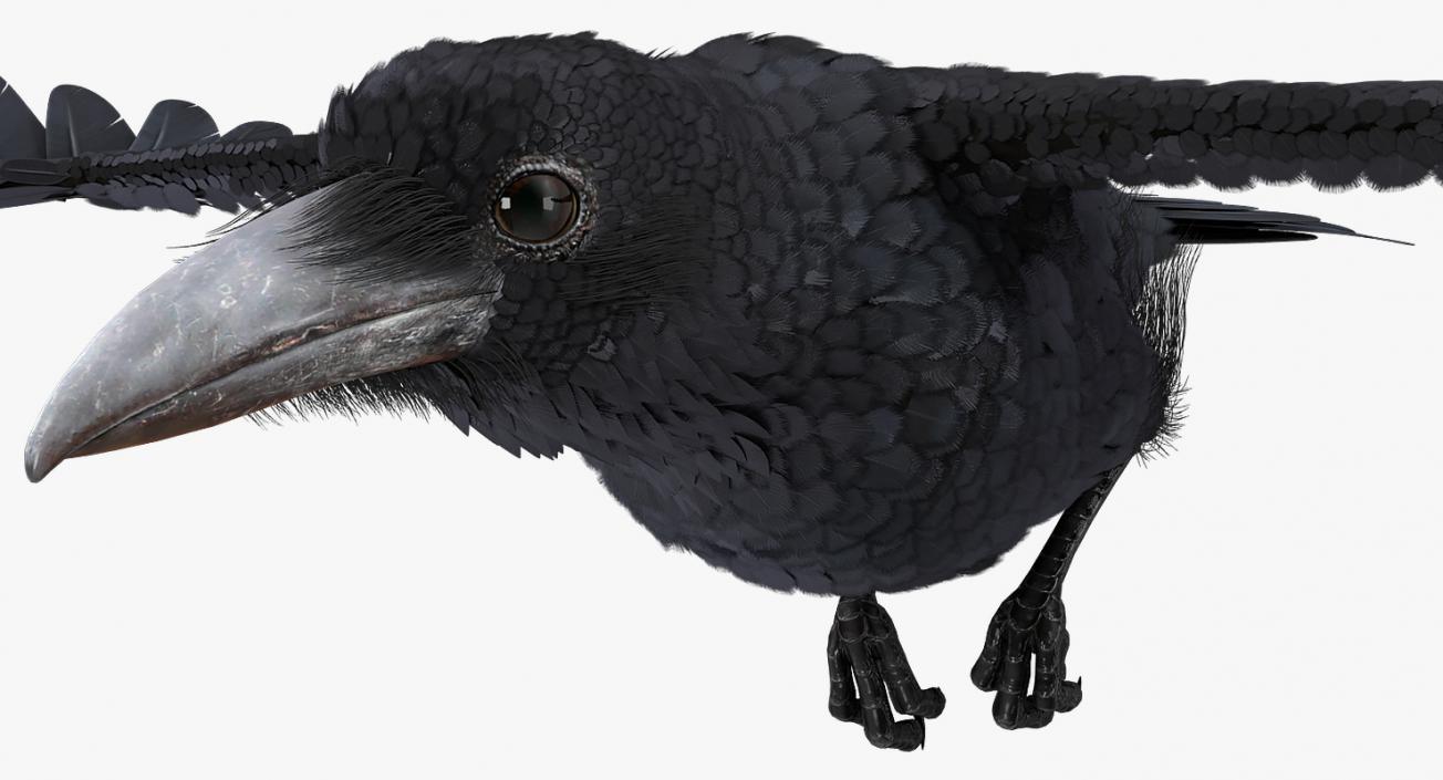 Common Raven Soars Animated Rigged 3D model