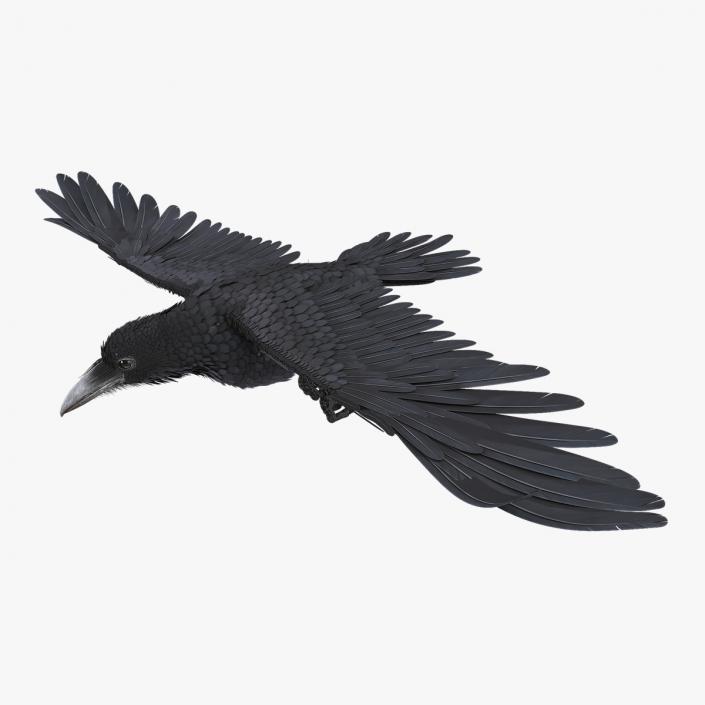 Common Raven Soars Animated Rigged 3D model