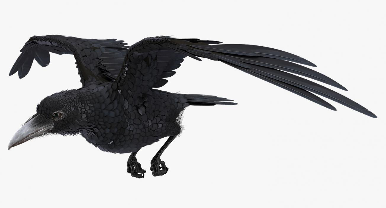 Common Raven Soars Animated Rigged 3D model