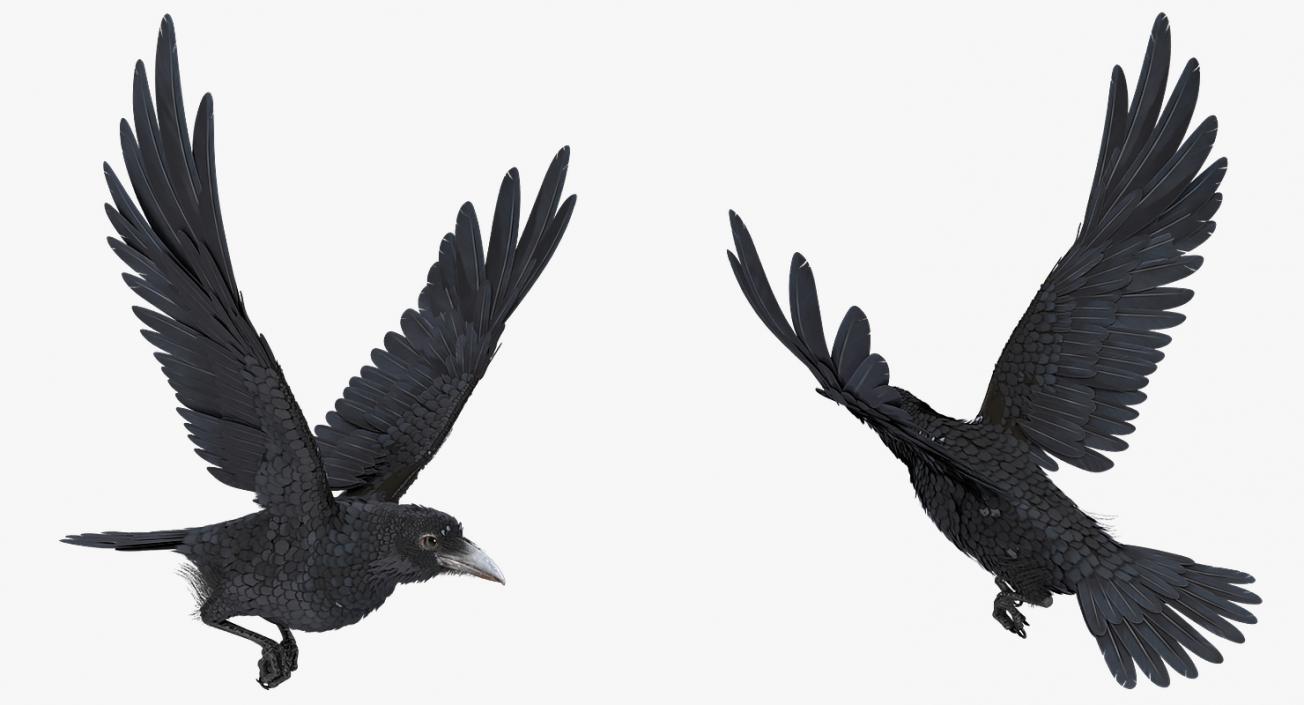 Common Raven Soars Animated Rigged 3D model