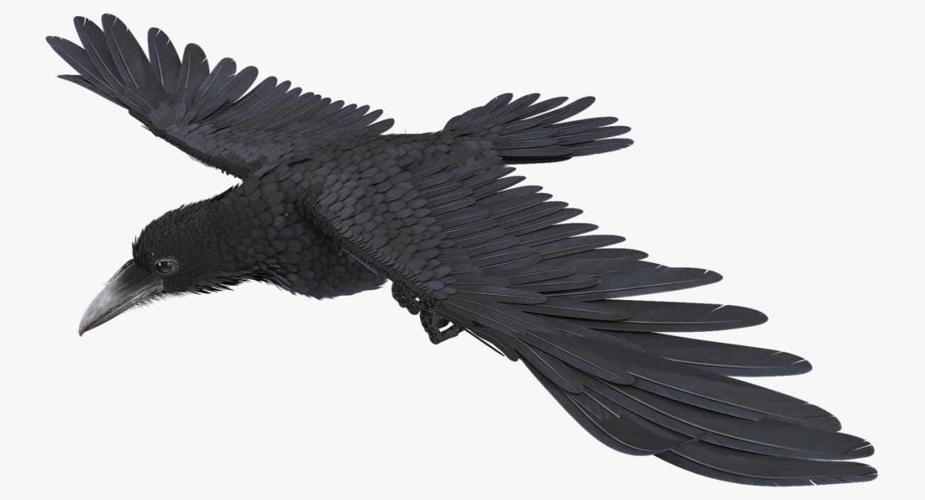 Common Raven Soars Animated Rigged 3D model