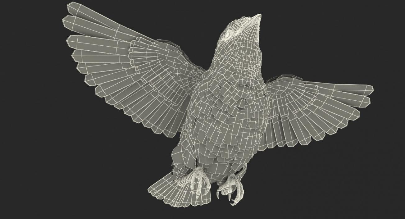 Common Raven Soars Animated Rigged 3D model