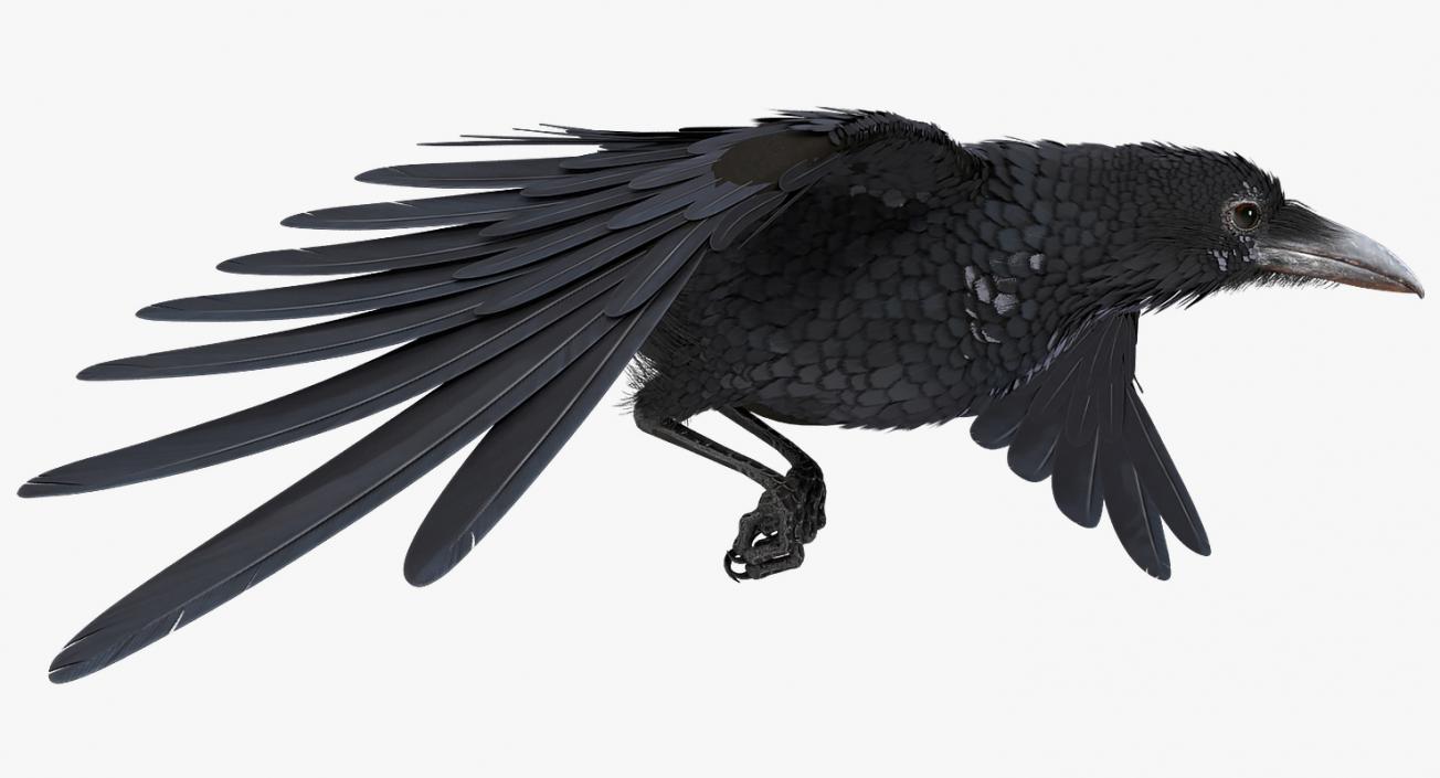 Common Raven Soars Animated Rigged 3D model