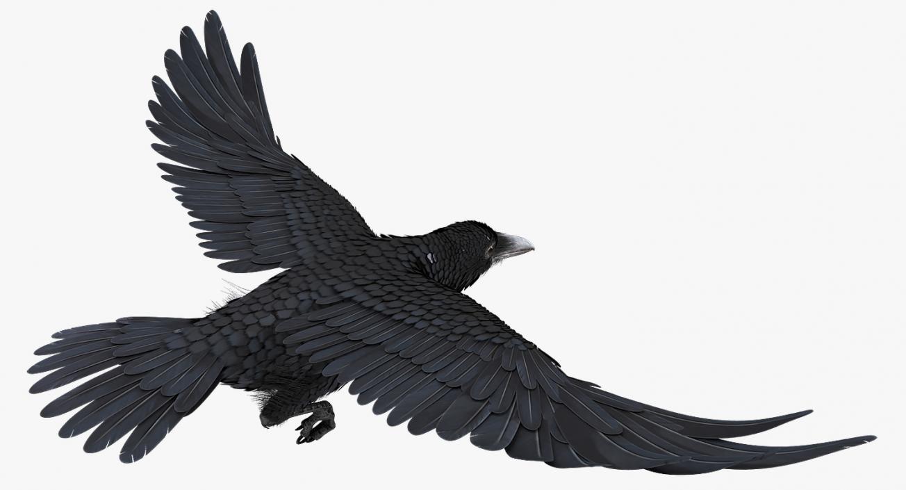 Common Raven Soars Animated Rigged 3D model