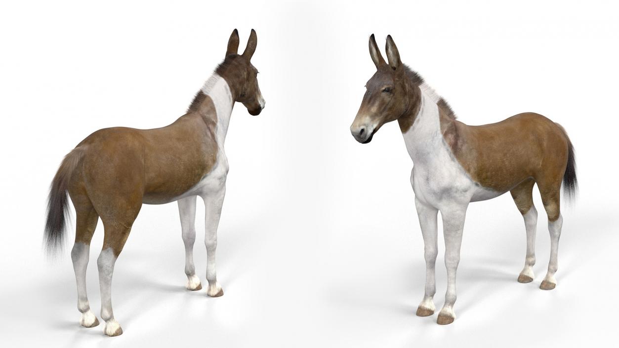 3D model Mule Fur