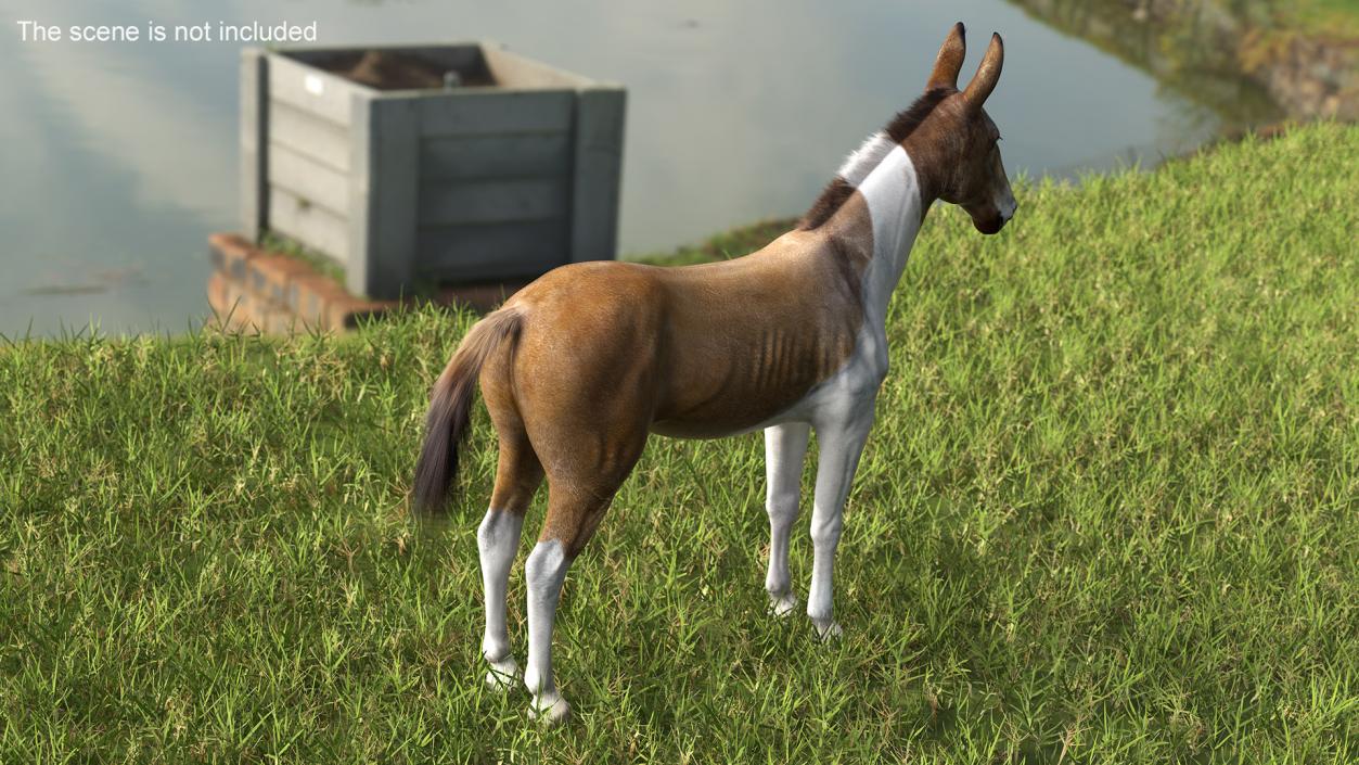 3D model Mule Fur