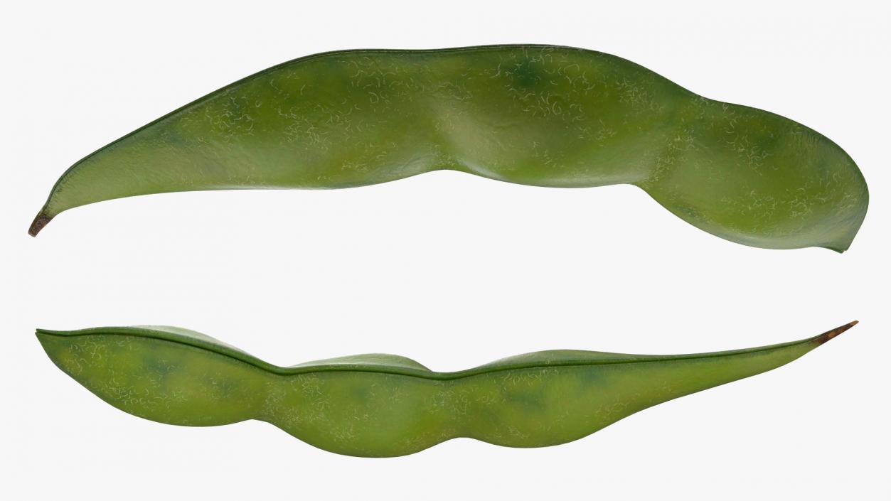 Closed Green Soybean Pod 3D model