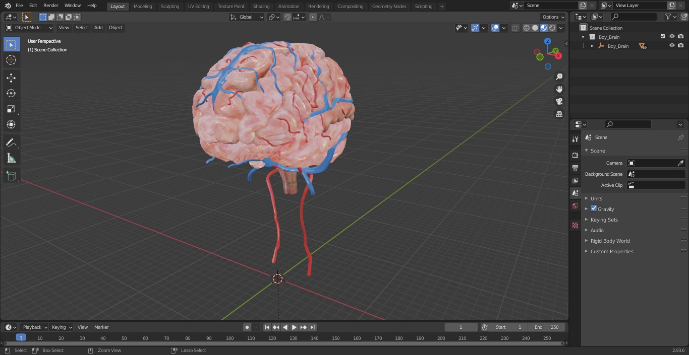 Boy Brain 3D model