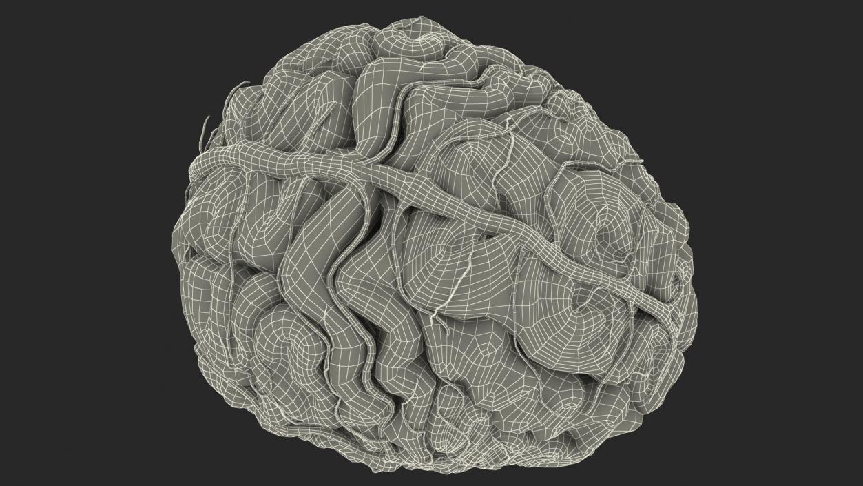 Boy Brain 3D model