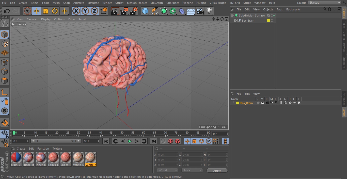 Boy Brain 3D model