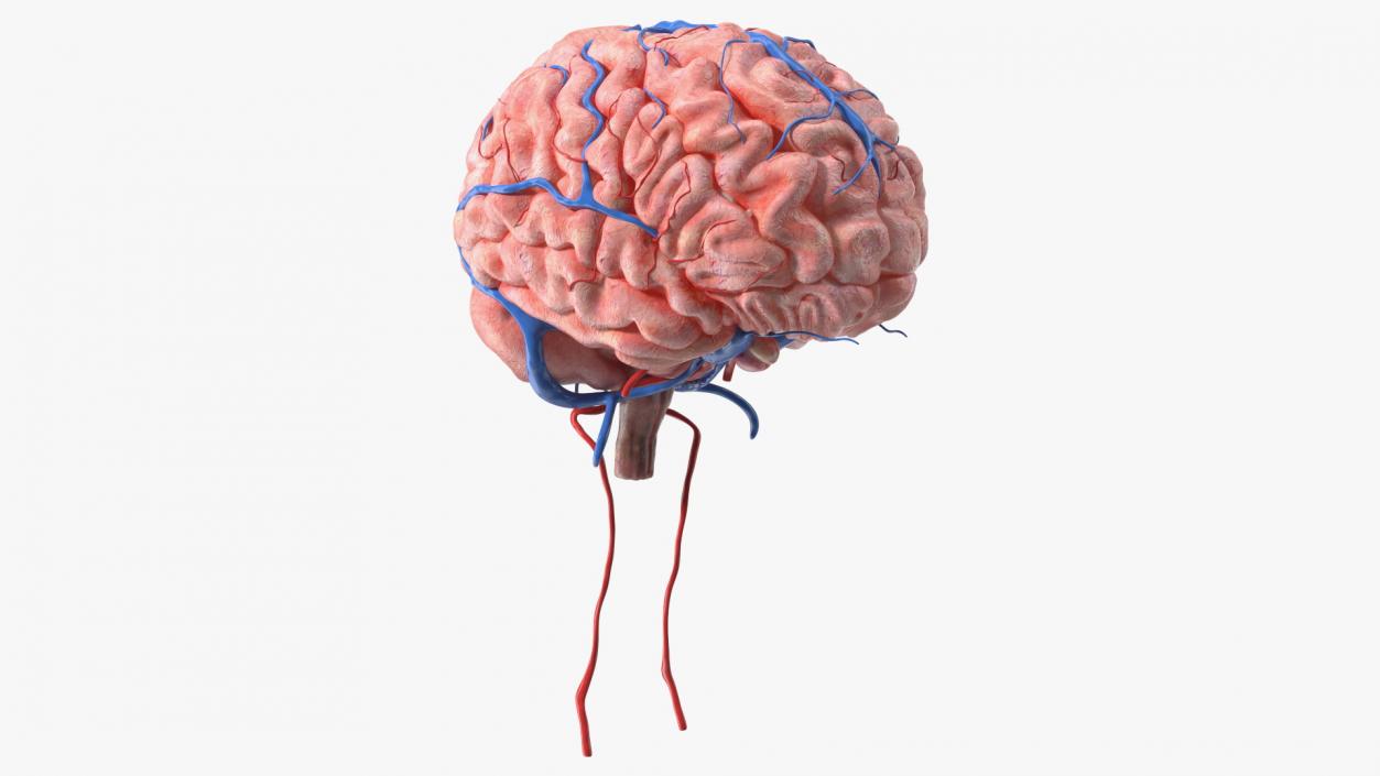 Boy Brain 3D model