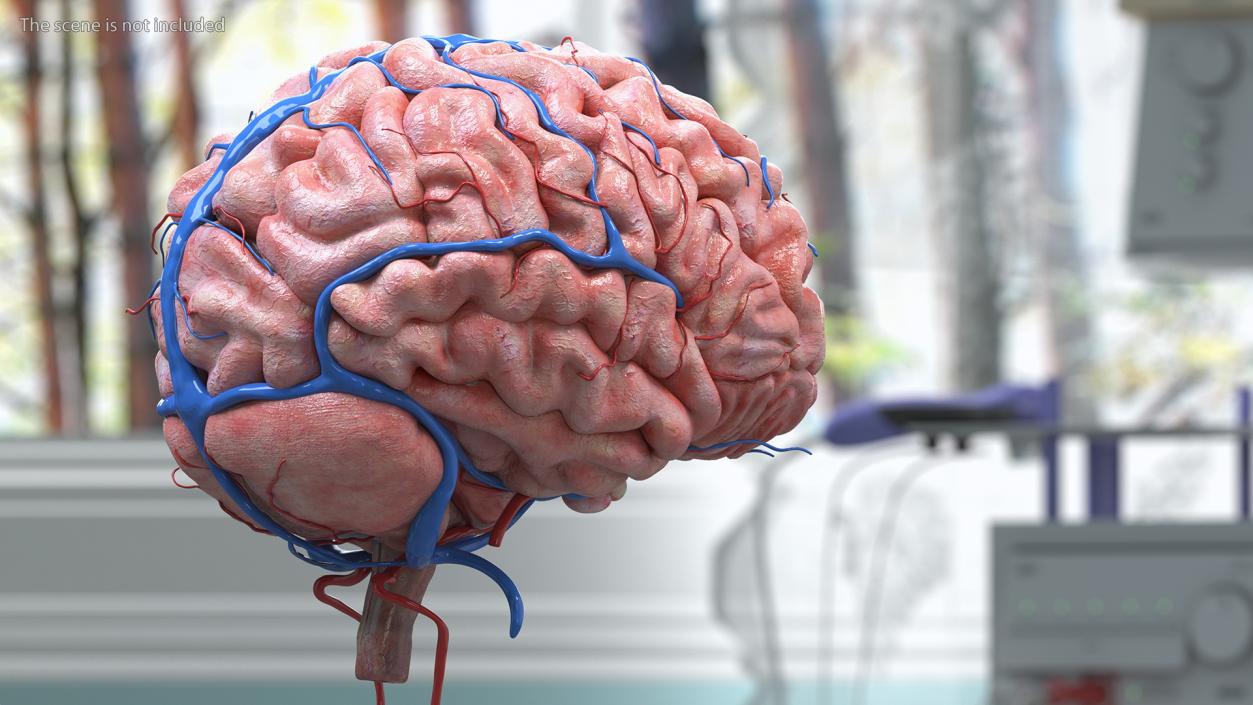 Boy Brain 3D model