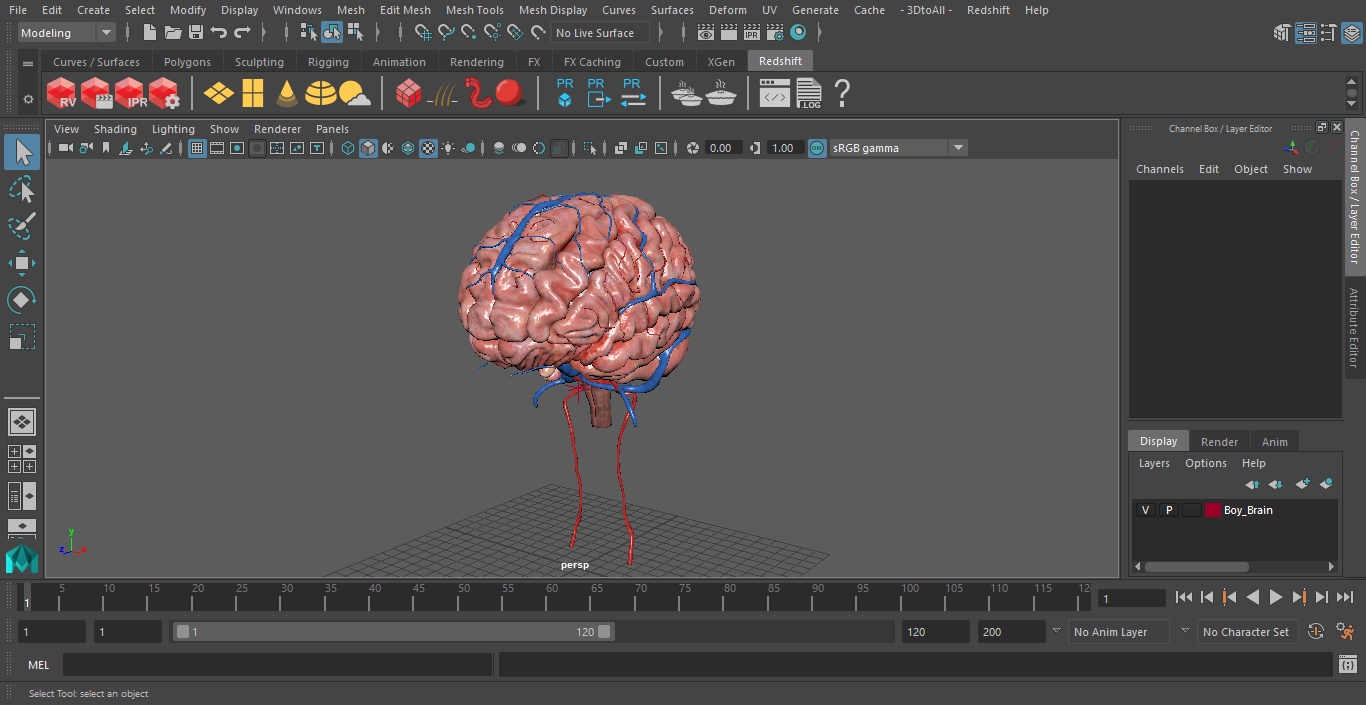 Boy Brain 3D model