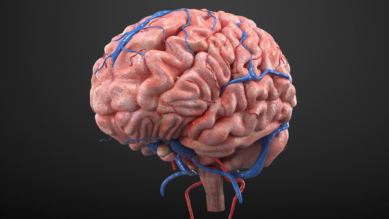 Boy Brain 3D model