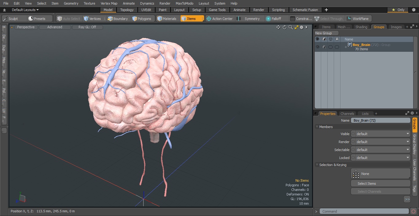 Boy Brain 3D model