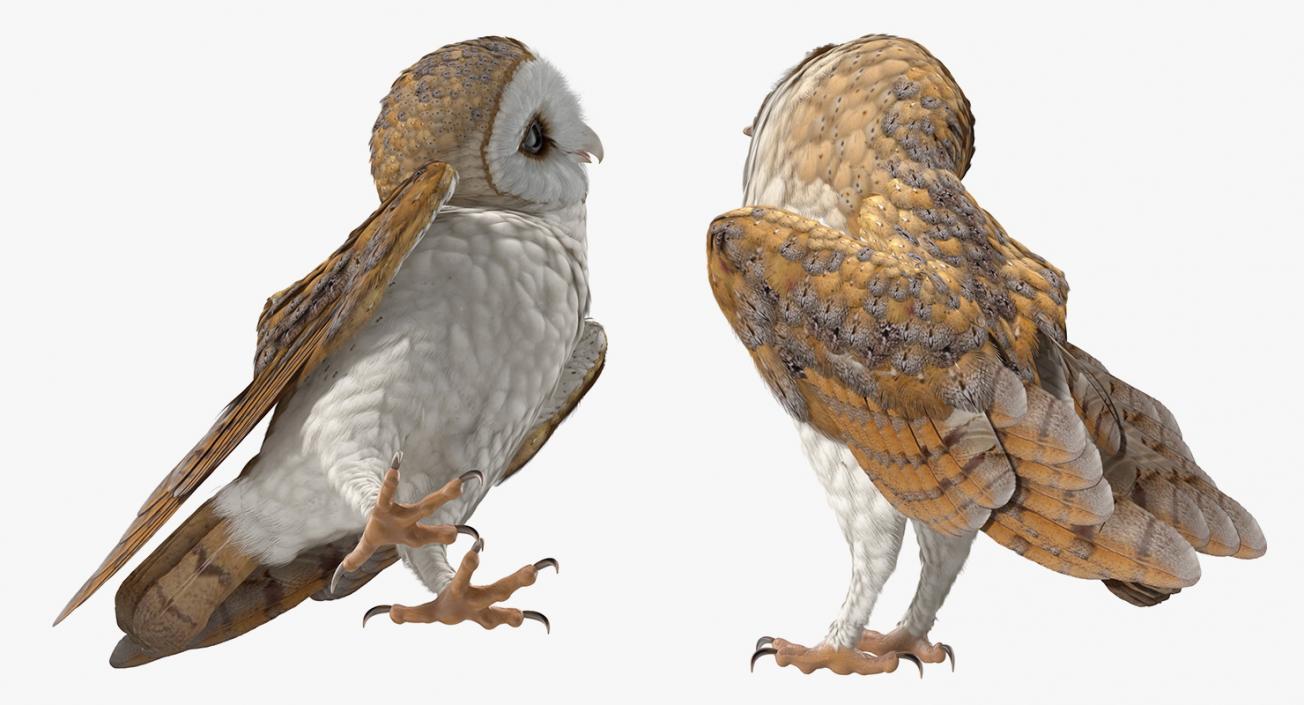 3D model Barn Owl