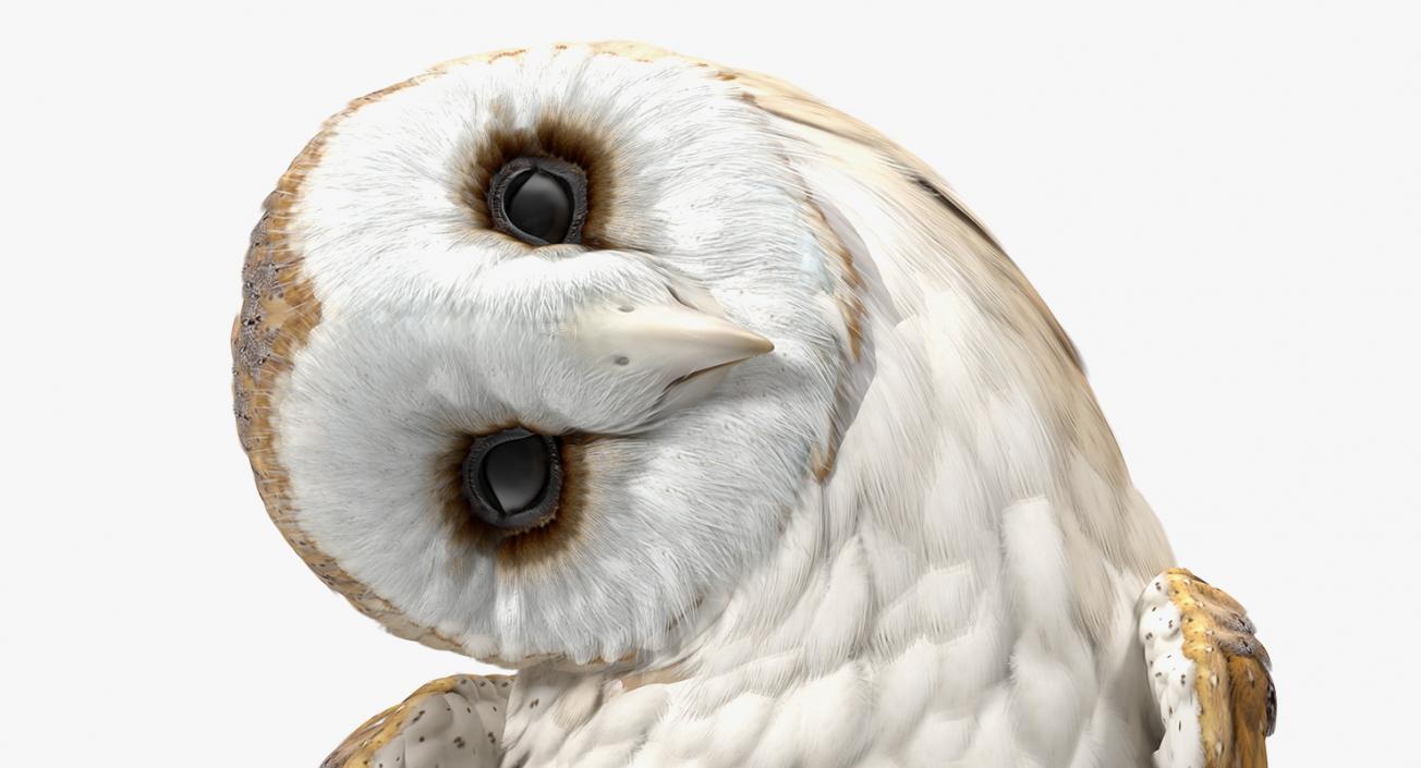 3D model Barn Owl