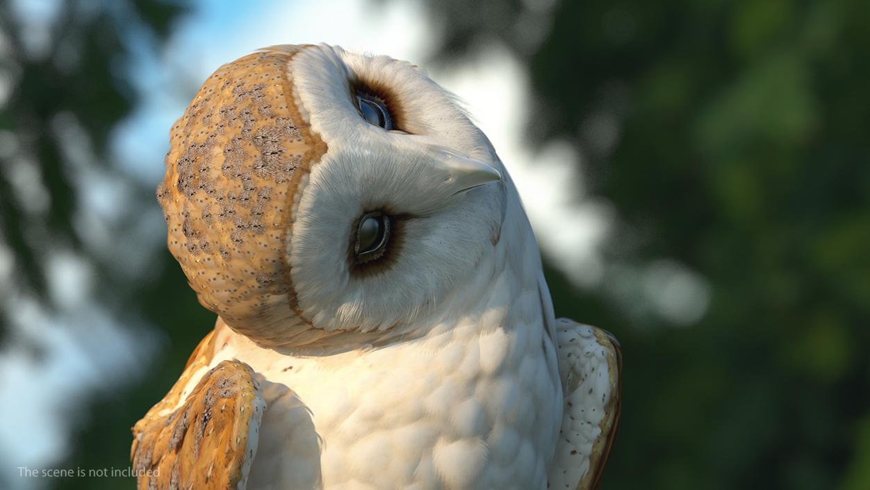 3D model Barn Owl