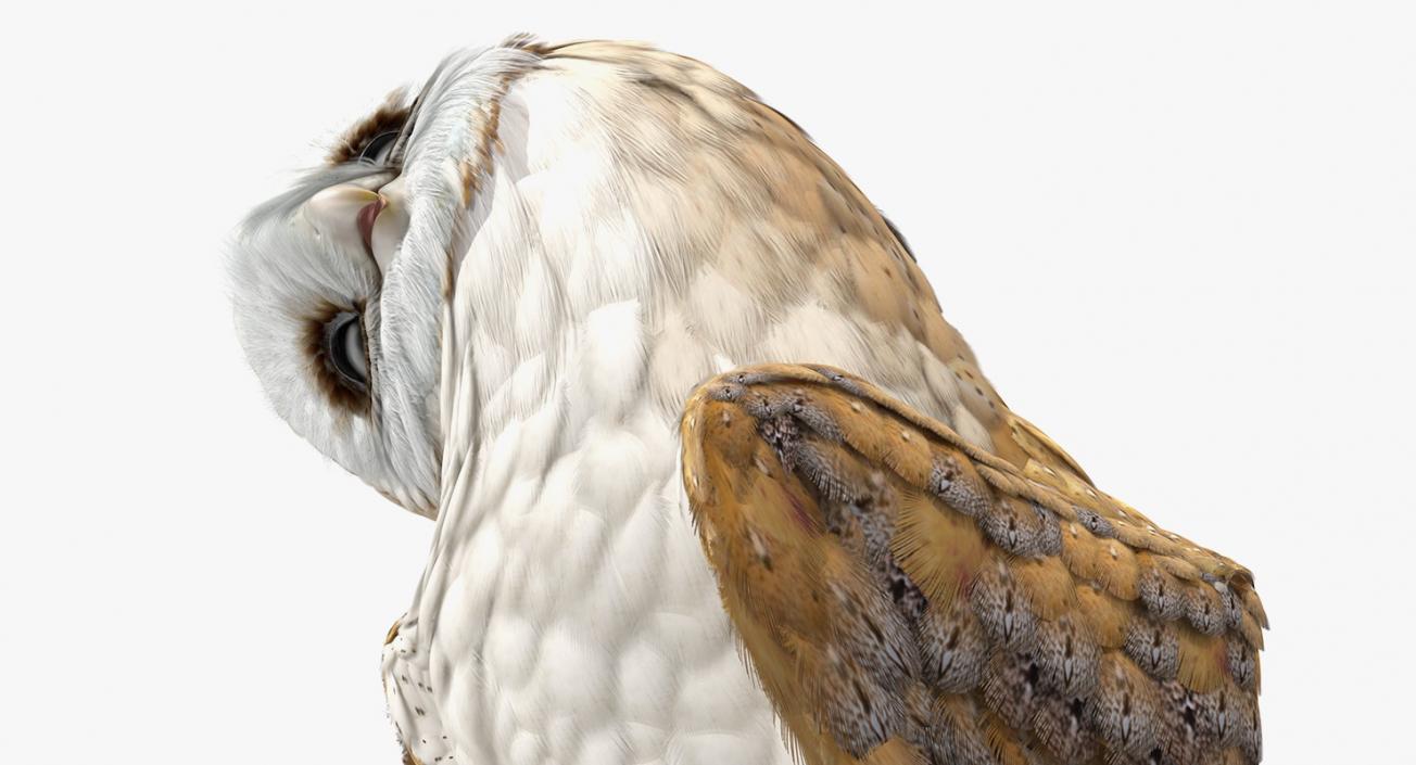 3D model Barn Owl