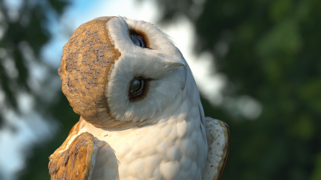 3D model Barn Owl