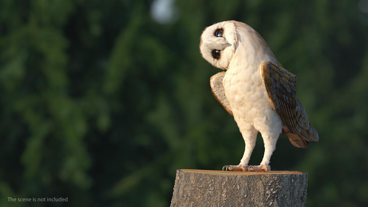 3D model Barn Owl