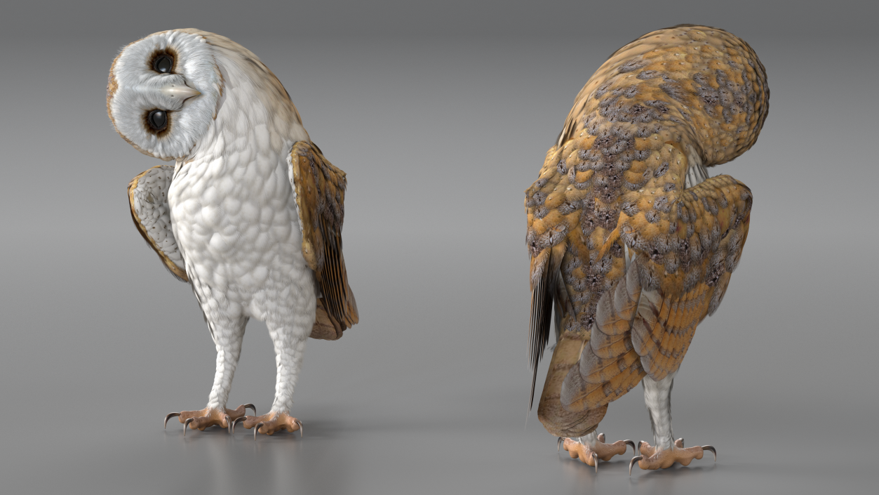 3D model Barn Owl