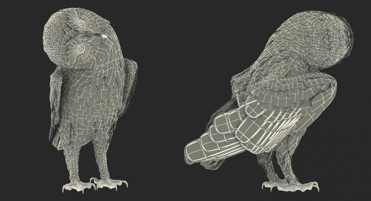 3D model Barn Owl