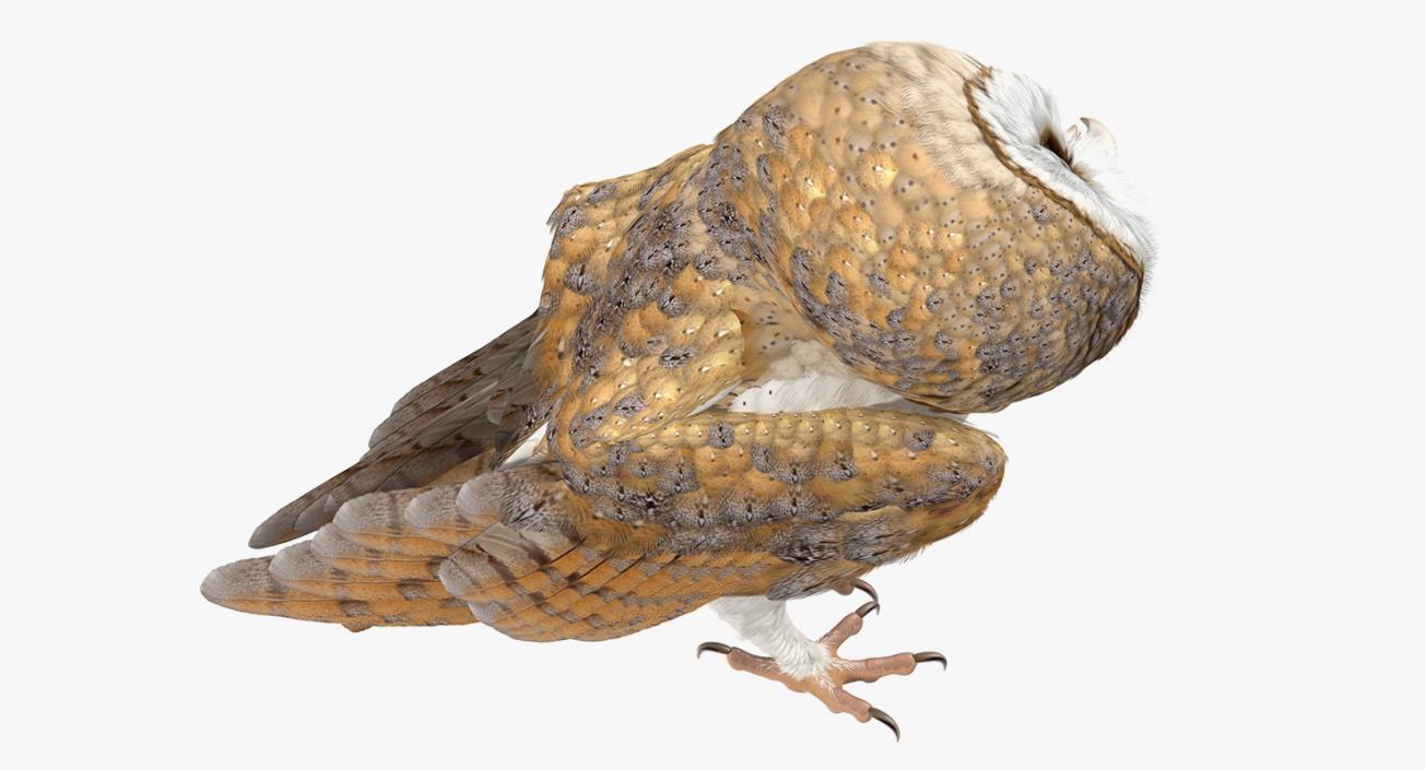 3D model Barn Owl