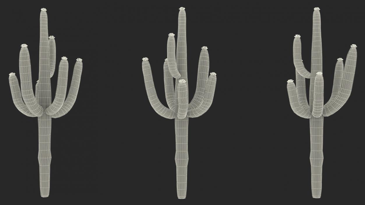 Mexican Cactuses Collection 3D