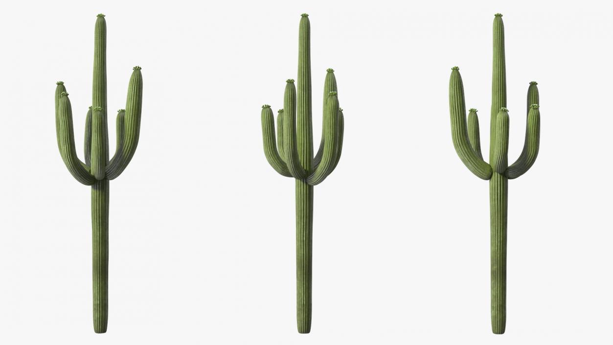 Mexican Cactuses Collection 3D