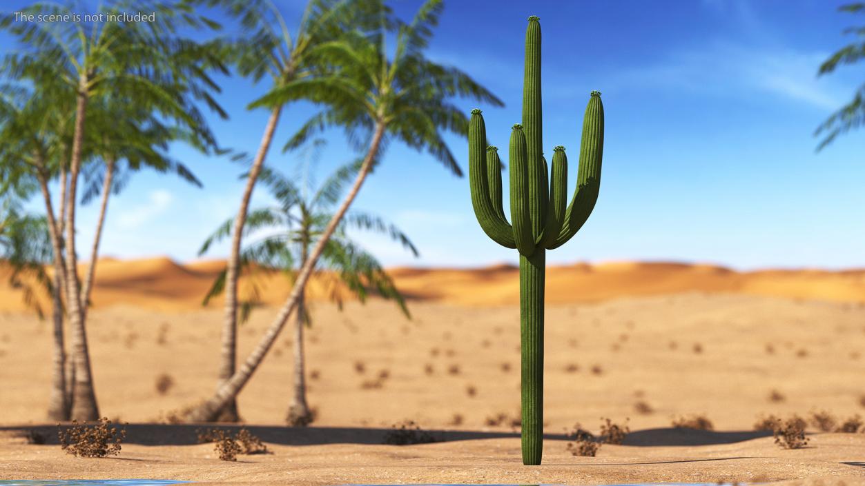 Mexican Cactuses Collection 3D