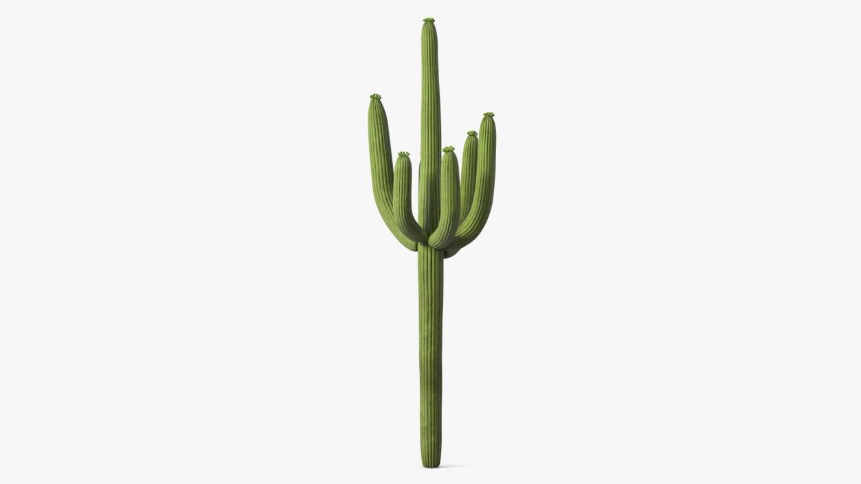 Mexican Cactuses Collection 3D