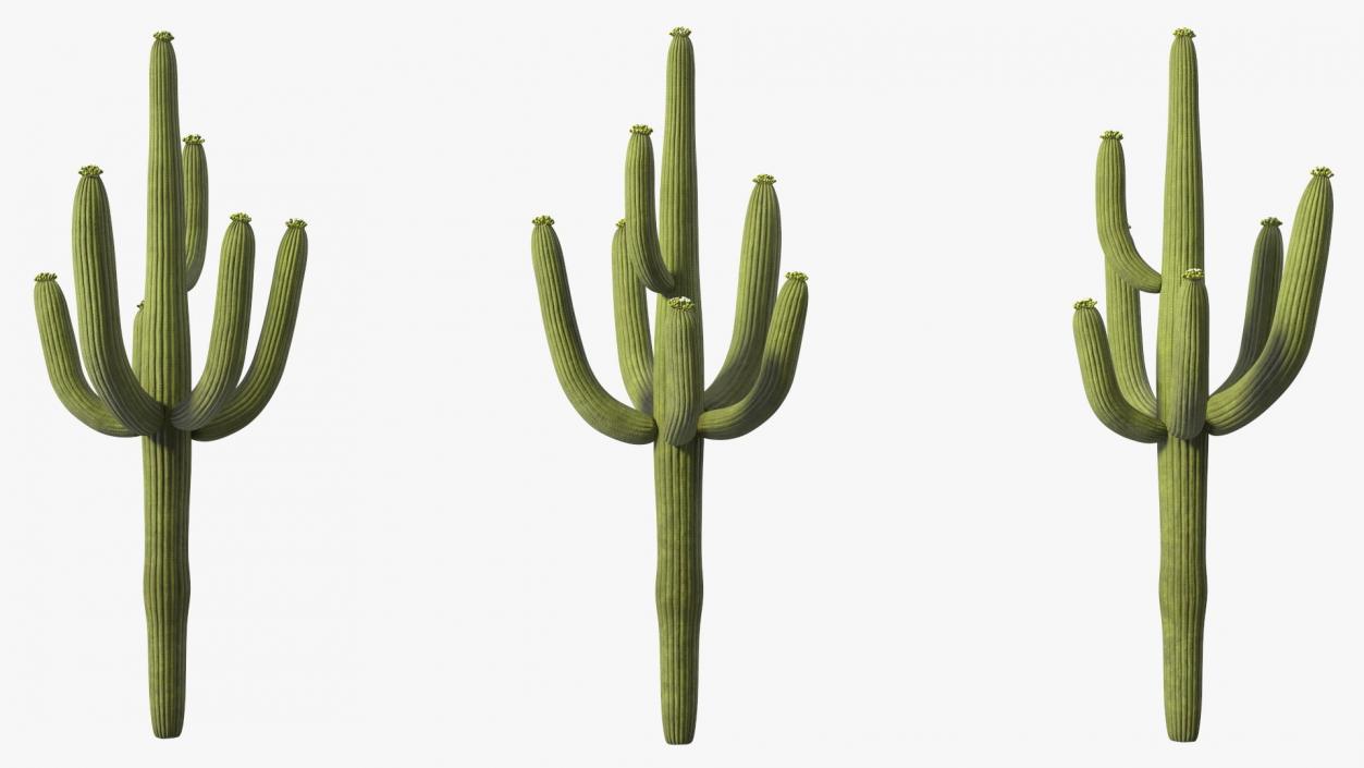 Mexican Cactuses Collection 3D