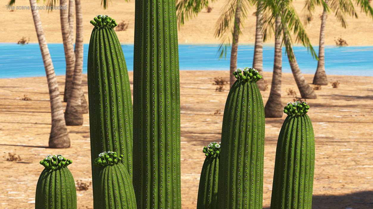 Mexican Cactuses Collection 3D