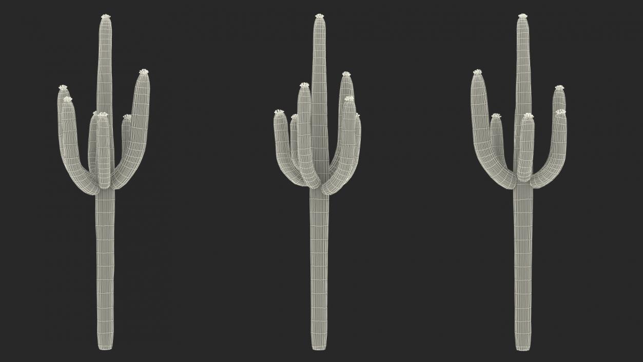 Mexican Cactuses Collection 3D