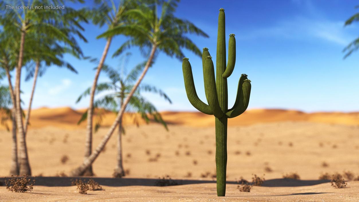 Mexican Cactuses Collection 3D