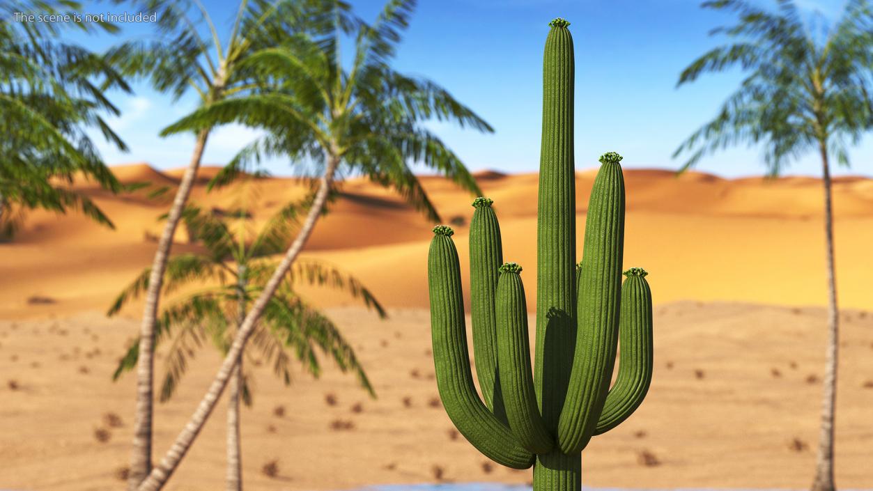 Mexican Cactuses Collection 3D