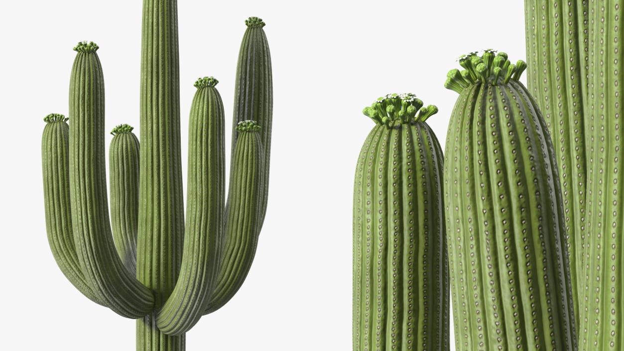 Mexican Cactuses Collection 3D