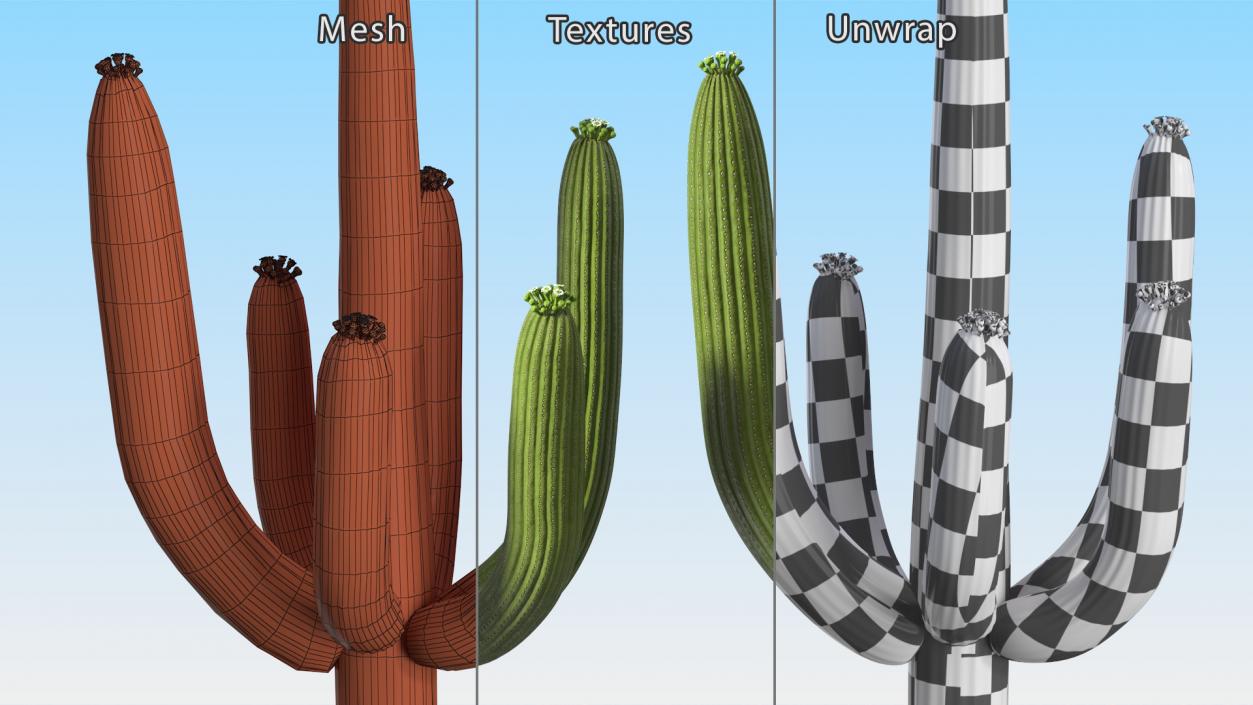 Mexican Cactuses Collection 3D