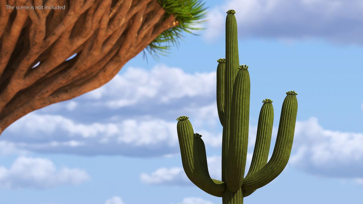 Mexican Cactuses Collection 3D