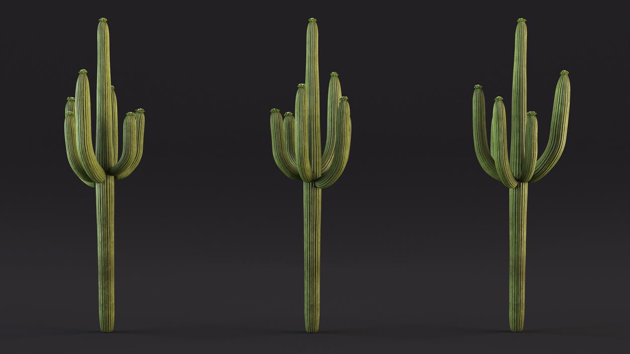 Mexican Cactuses Collection 3D