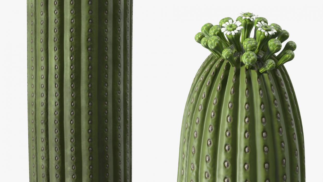 Mexican Cactuses Collection 3D