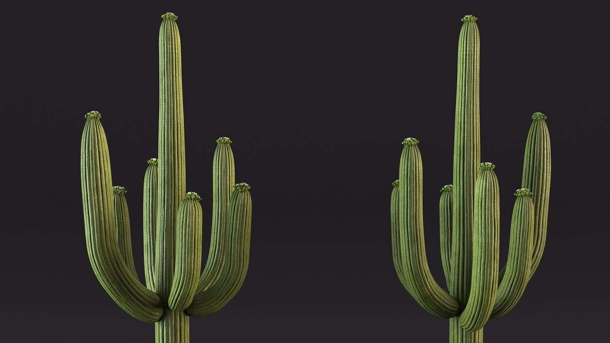 Mexican Cactuses Collection 3D