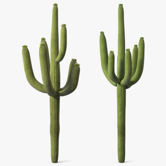 Mexican Cactuses Collection 3D