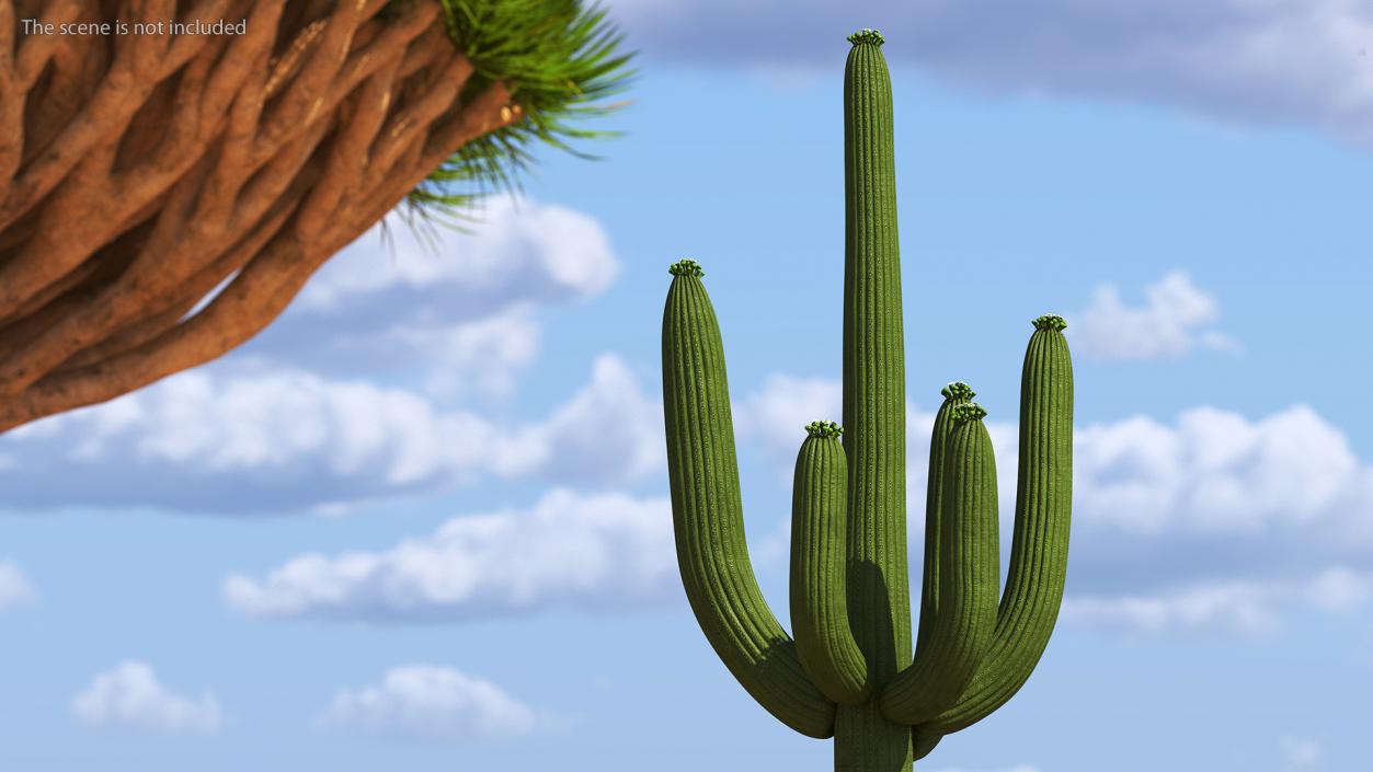 Mexican Cactuses Collection 3D