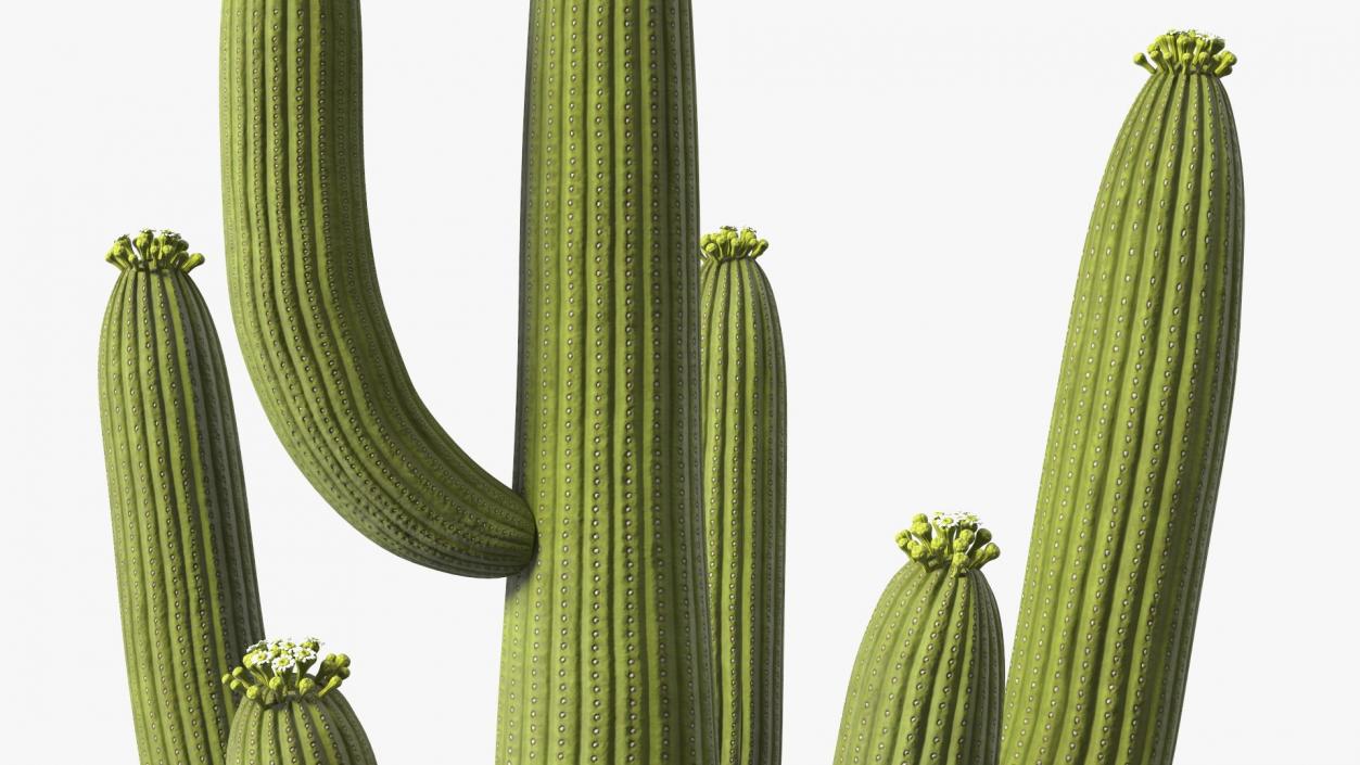 Mexican Cactuses Collection 3D