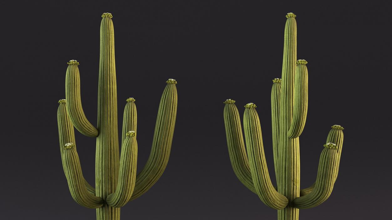 Mexican Cactuses Collection 3D