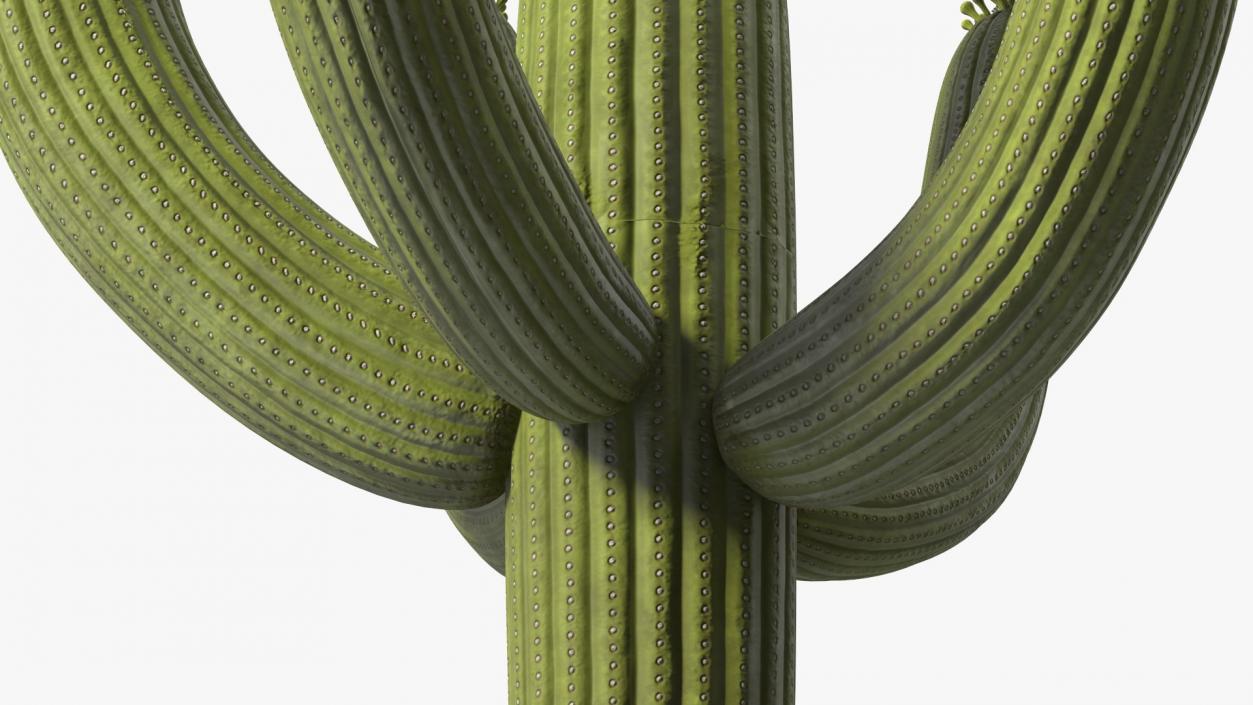 Mexican Cactuses Collection 3D