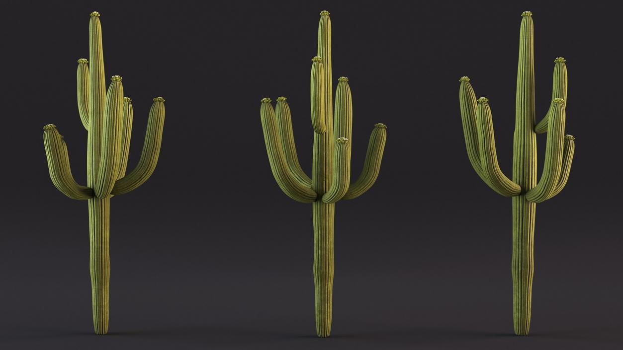 Mexican Cactuses Collection 3D